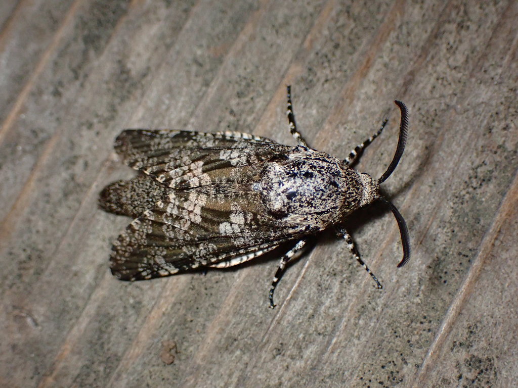 Barrenador de la glicinia en una planta