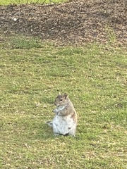 Sciurus carolinensis