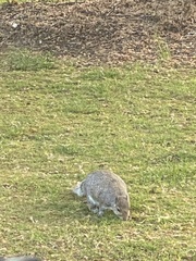 Sciurus carolinensis