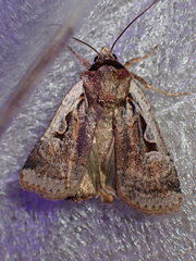 Parabagrotis