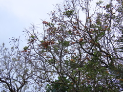 Erythrina fusca