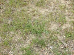 Pimpinella villosa