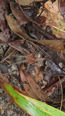 Plesiopelma