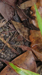 Plesiopelma