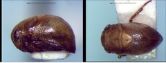 Neoplea striola