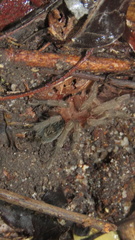 Plesiopelma