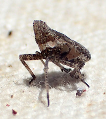 Orgerius