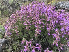 Penstemon gairdneri