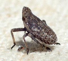 Orgerius