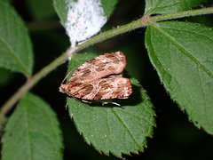 Phaecasiophora confixana