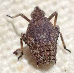 Orgerius