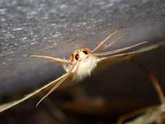 Neoterpes
