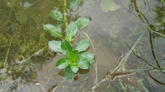 Ludwigia taiwanensis