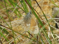Coenonympha tullia