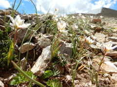 Gagea serotina
