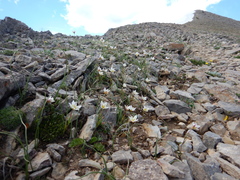 Gagea serotina