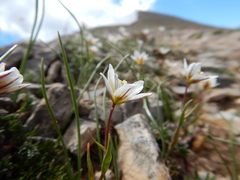 Gagea serotina