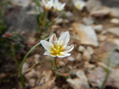 Gagea serotina