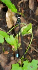 Platysticta maculata