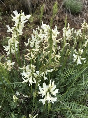 Astragalus reventiformis