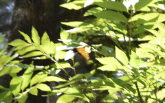 Papilio multicaudata multicaudata