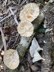 Cymatoderma caperatum