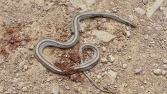 Salvadora deserticola