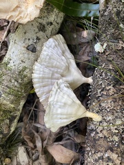 Cymatoderma caperatum