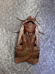 Parabagrotis