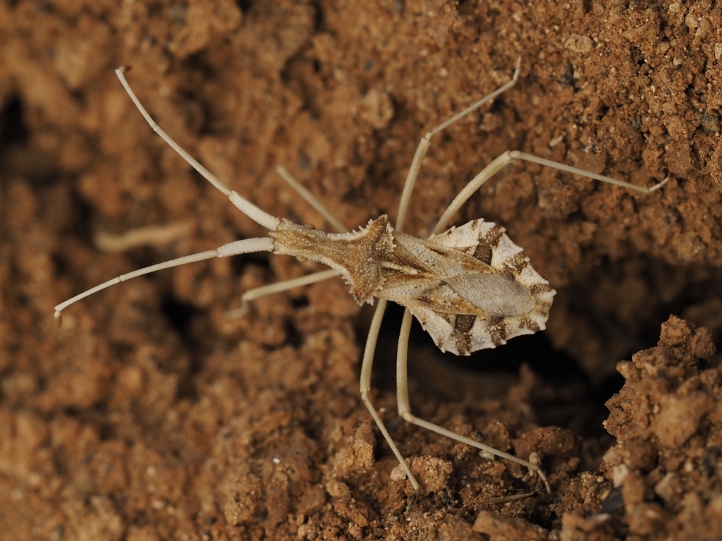 Cercinthus lehmannii