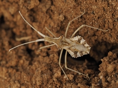 Cercinthus lehmannii