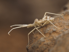 Cercinthus lehmannii