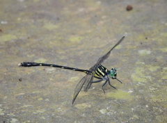 Heliogomphus walli