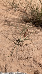 Astragalus ceramicus