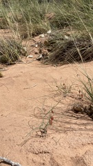 Astragalus ceramicus