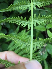 Oreopteris limbosperma