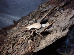 Aglaothorax