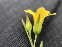 Linum trigynum