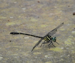 Heliogomphus walli