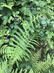 Oreopteris limbosperma