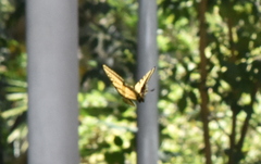 Papilio multicaudata multicaudata