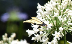 Papilio multicaudata multicaudata