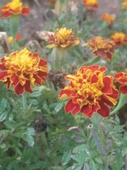 Tagetes