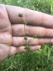 Juncus subcaudatus