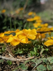 Oxalis perdicaria