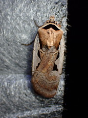 Parabagrotis