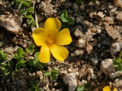 Oxalis perdicaria