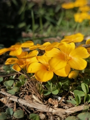 Oxalis perdicaria
