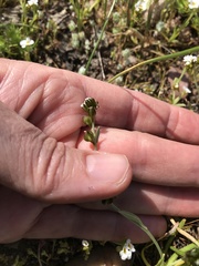 Plagiobothrys greenei