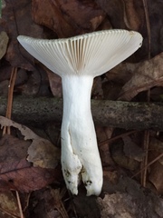 Russula parvovirescens